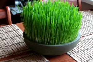 کاشت سریع سبزه عید